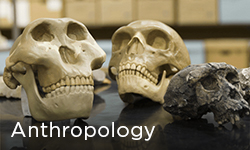 anthropology department